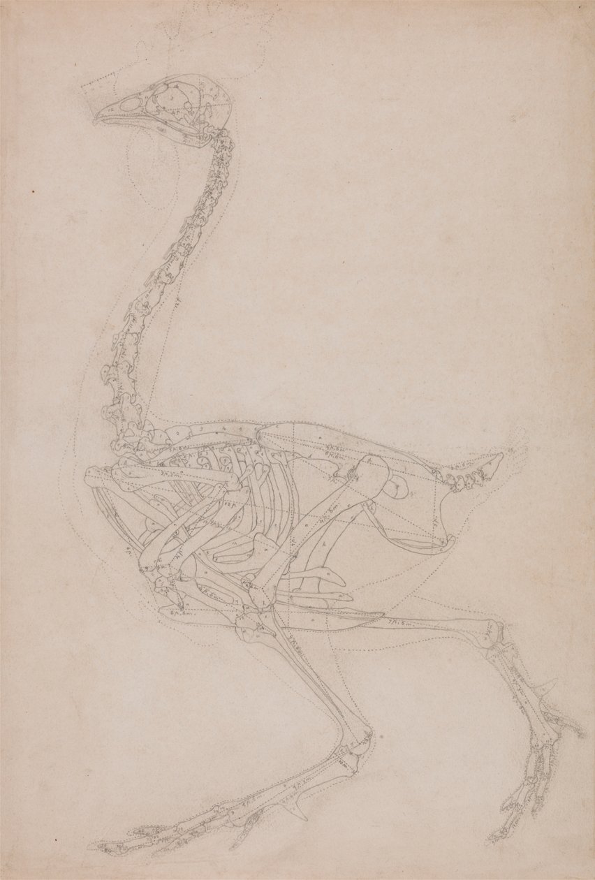 Esqueleto de Aves, Vista Lateral (Provavelmente Estudo Básico das Proporções do Esqueleto de Aves Utilizado para Outros Desenhos) de George Stubbs