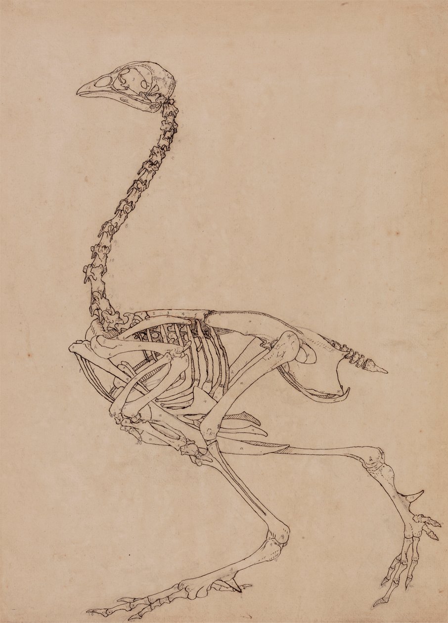 Esqueleto de aves, Vista Lateral (Estudo para o índice da Tabela V) de George Stubbs