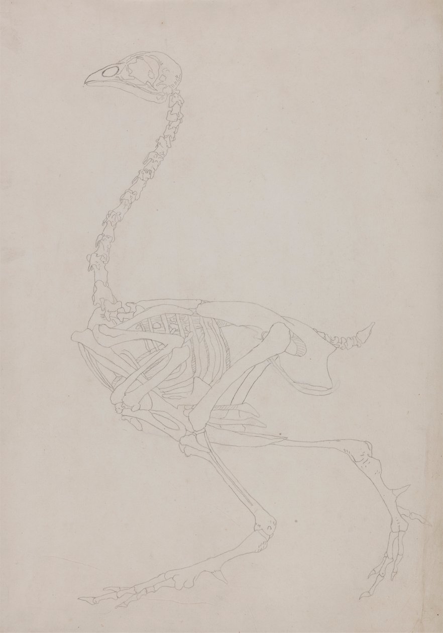 Esqueleto de galinha, Vista Lateral de George Stubbs