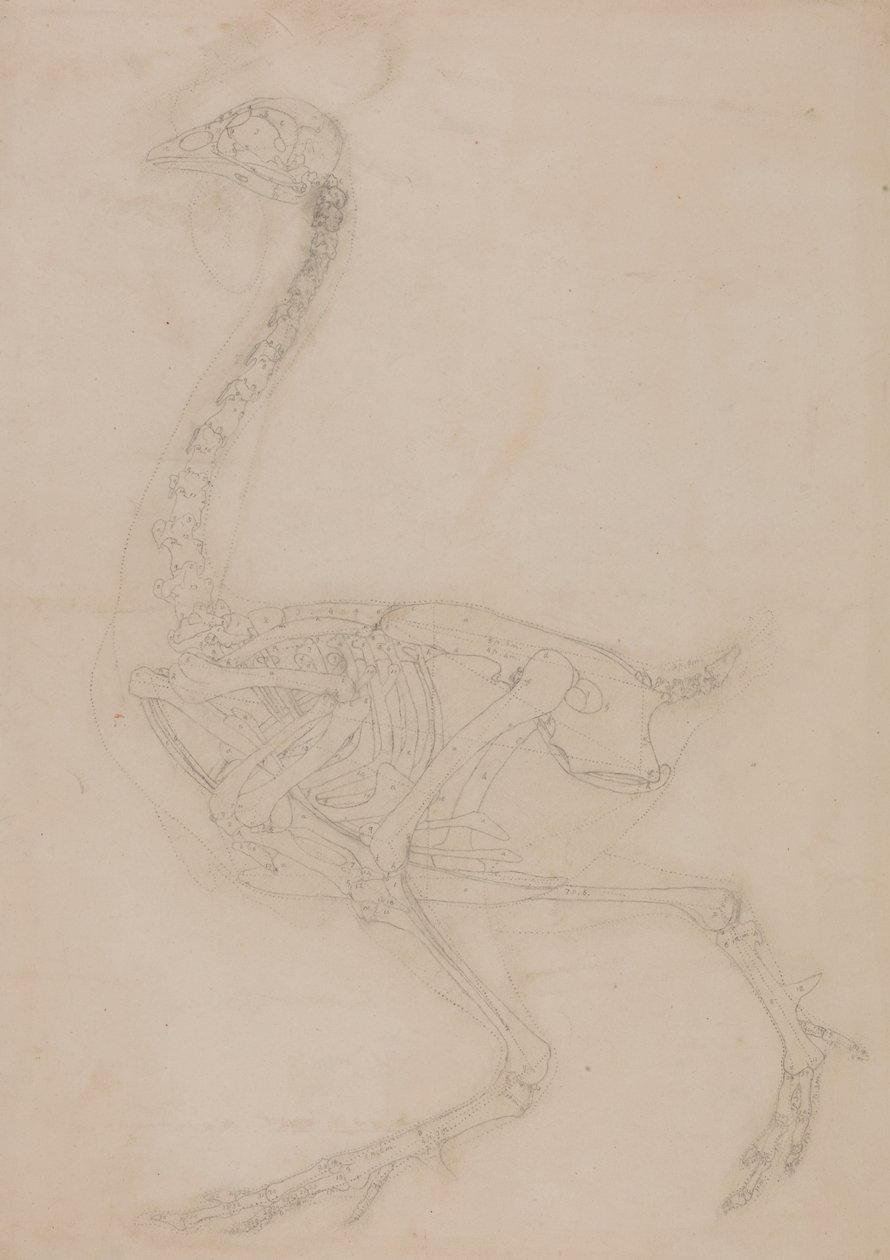 Esqueleto de galinha, Vista Lateral de George Stubbs