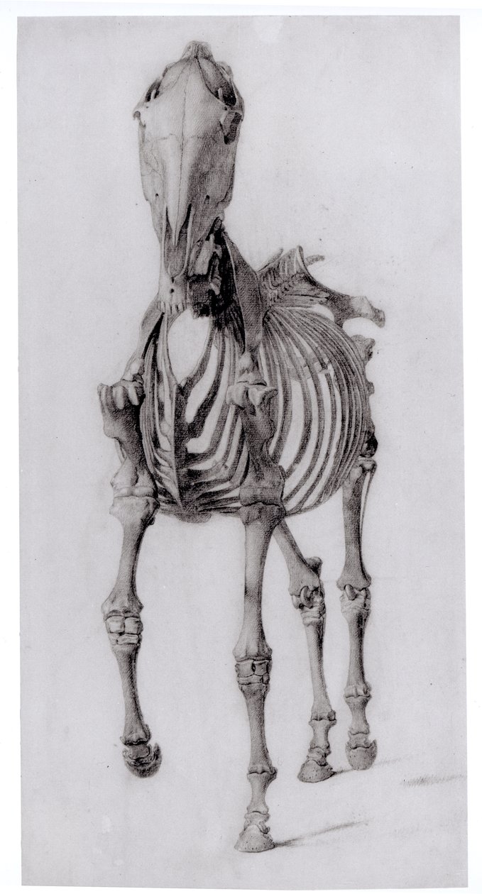 Vista frontal do esqueleto de um cavalo, estudo n º 10 da anatomia do cavalo, 1766 de George Stubbs