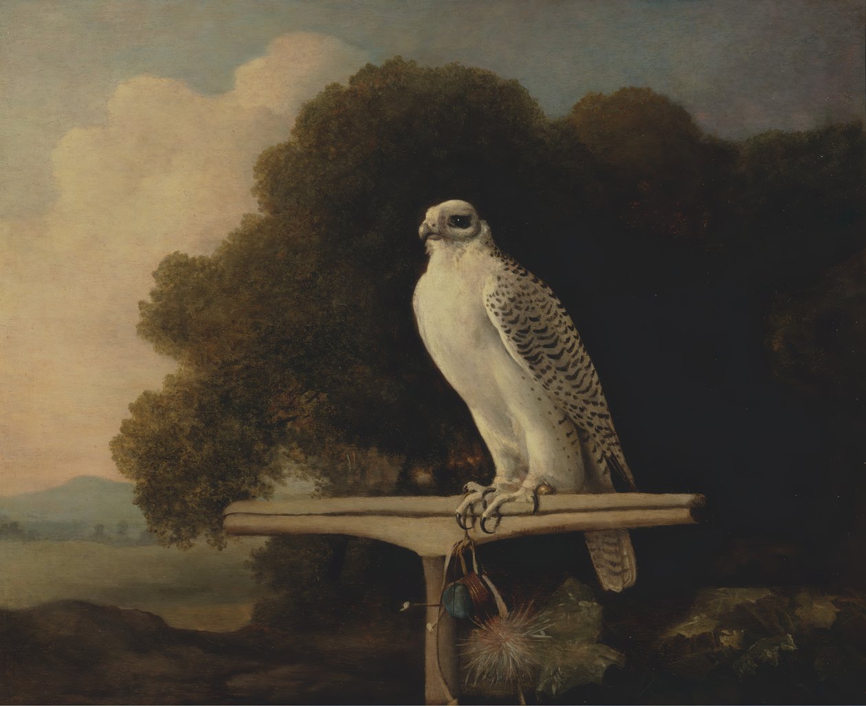 Falcão da Groenlândia, Falcão de Gyr, 1780. de George Stubbs