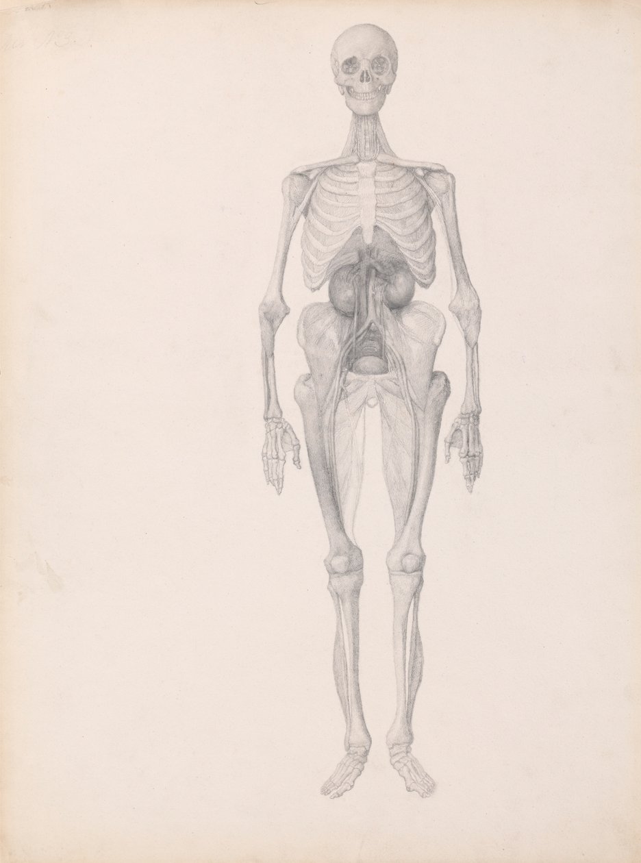 Figura Humana, Vista Anterior (Estudo Terminado da Etapa Final de Dissecação) de George Stubbs