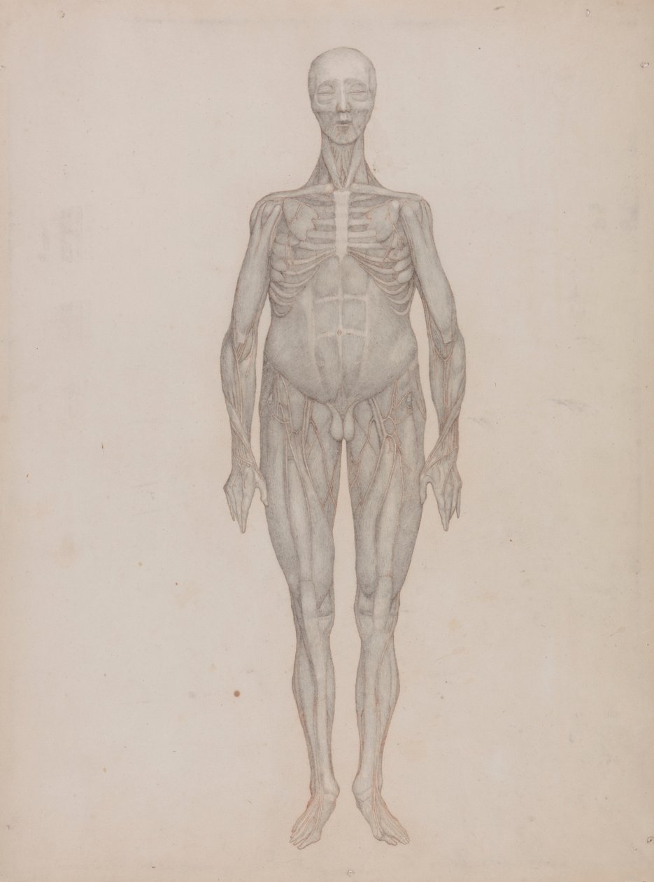 Figura Humana, Vista Anterior (Destinada a uma Placa Que Nunca Foi Publicada) de George Stubbs