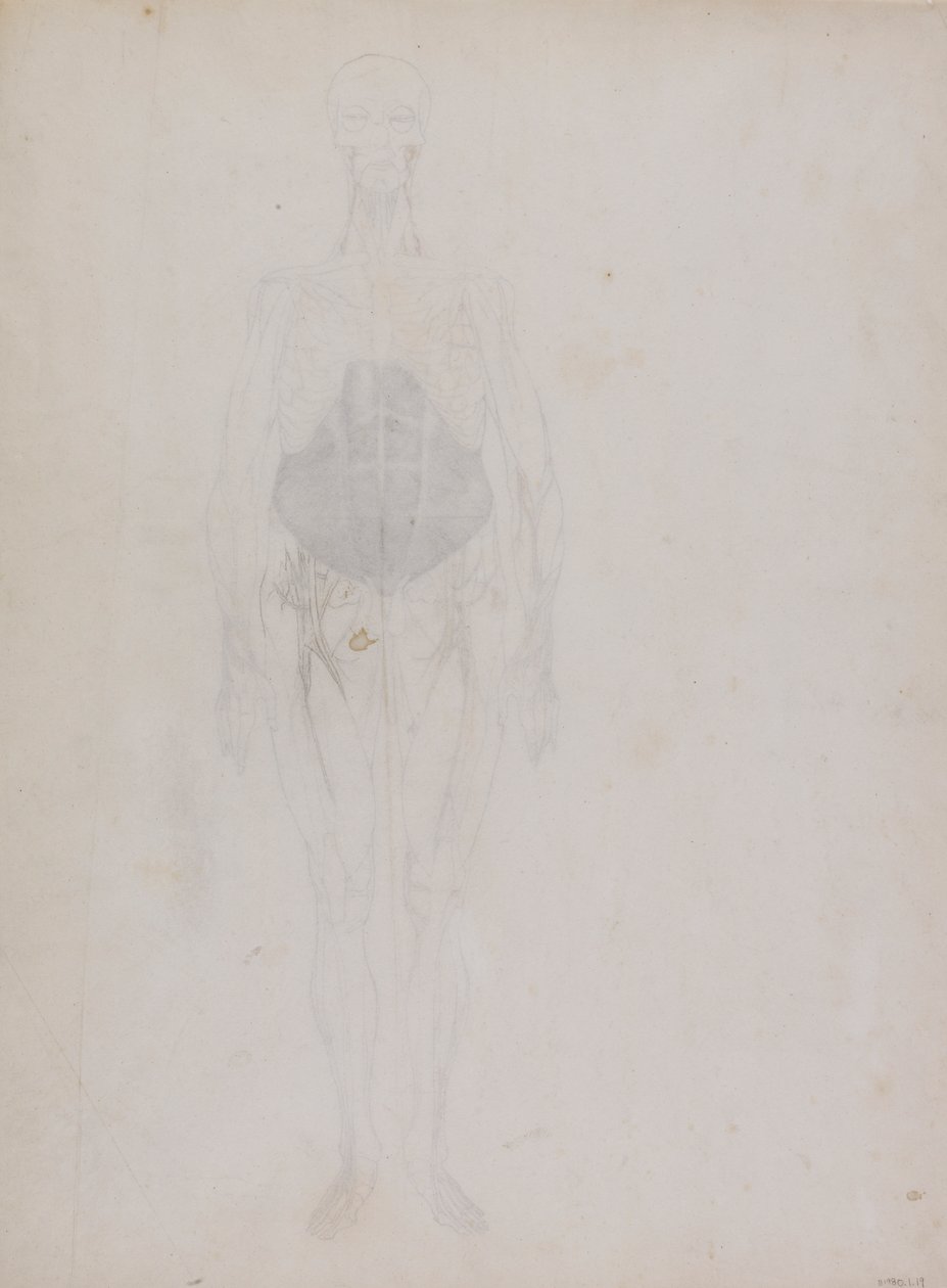 Figura Humana, Vista Anterior (Em grande parte em esboço) de George Stubbs