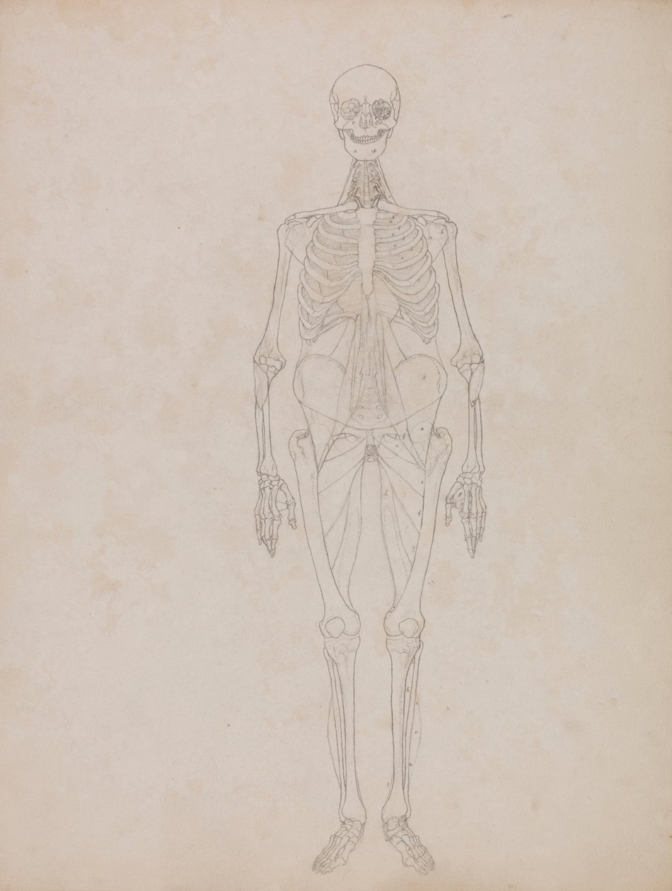Figura Humana, Vista Anterior (Figura Esboçada) de George Stubbs