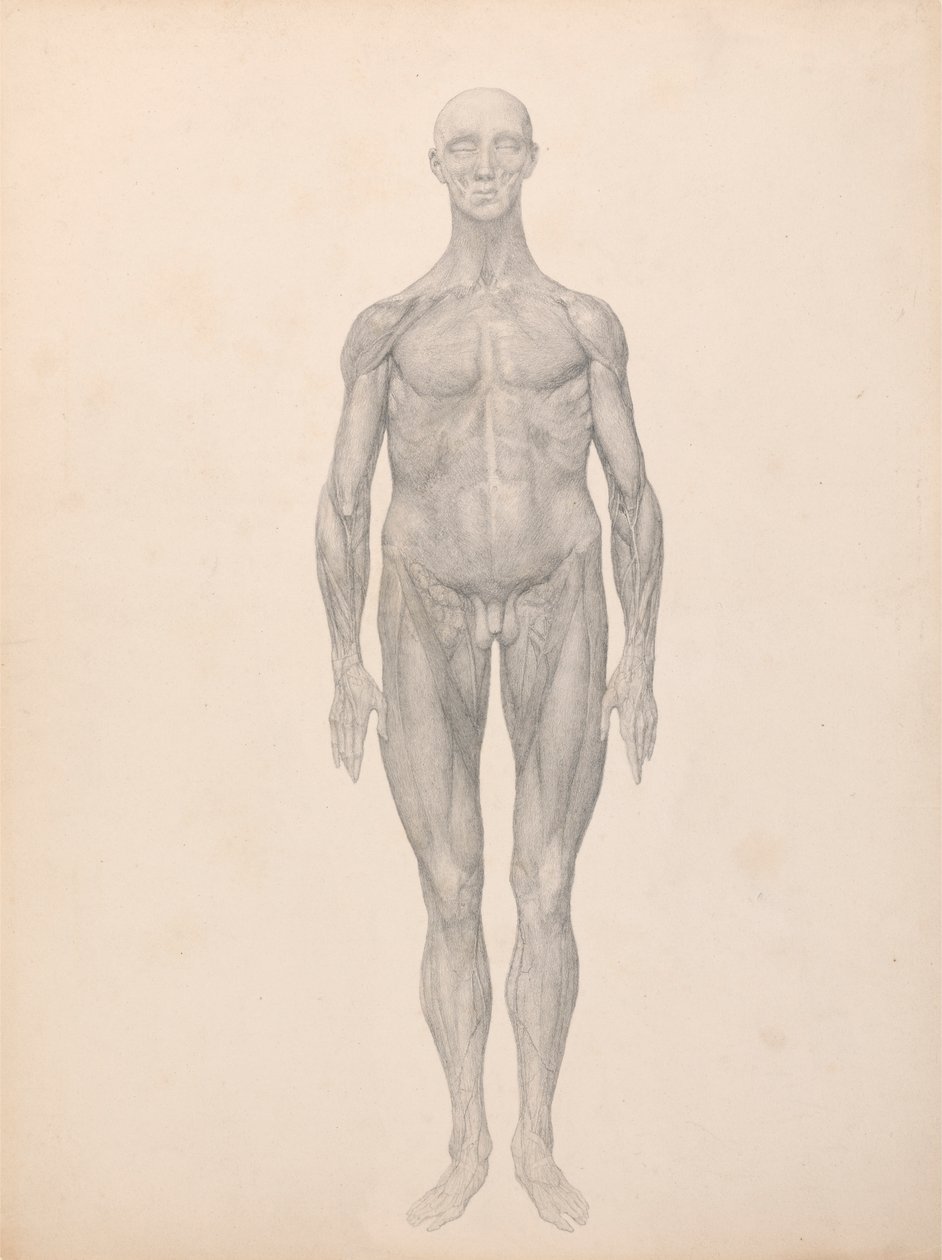 Figura Humana, Vista Anterior, Pele e Camadas Fásicas Subjacentes Removidas (Estudo Acabado para o Quadro XI) de George Stubbs