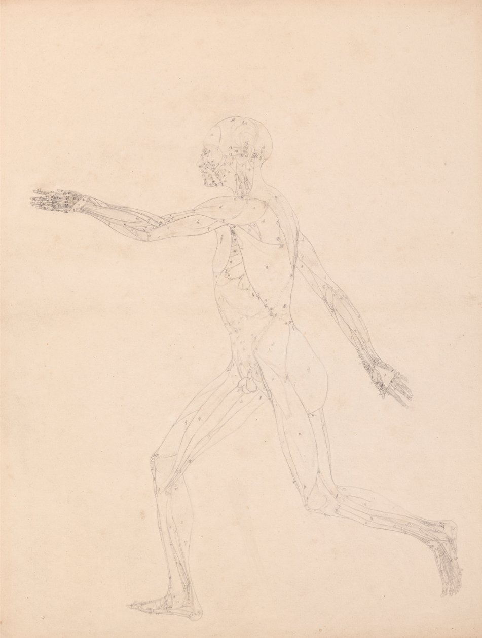 Figura Humana, Vista Lateral (Para o índice da Tabela XIII) de George Stubbs