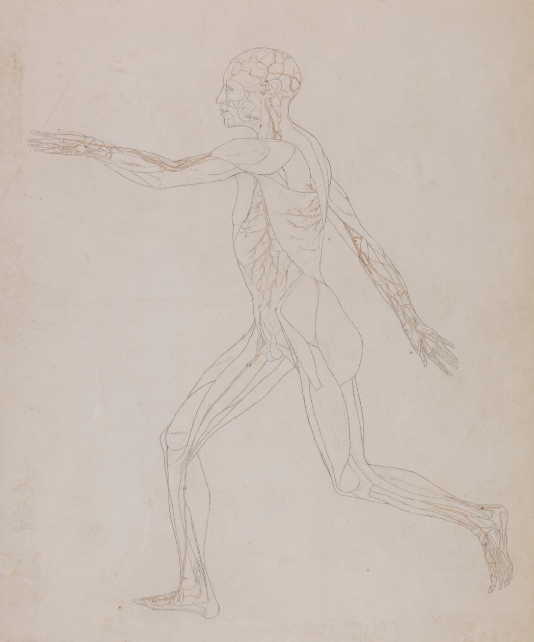 Figura Humana, Visão Lateral (Relacionada com o Quadro XIII, estudo detalhado dos vasos sanguíneos que fornecem os músculos) de George Stubbs