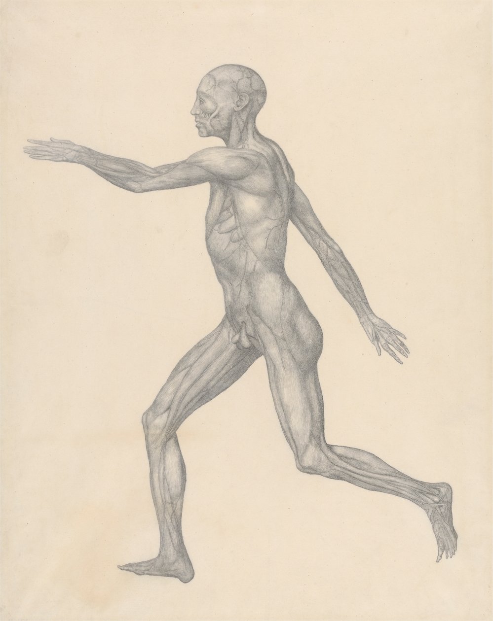 Figura Humana, Vista Lateral, após a Remoção da Pele e das Camadas Fasciais Subjacentes (Estudo Acabado para o Quadro XIII) de George Stubbs