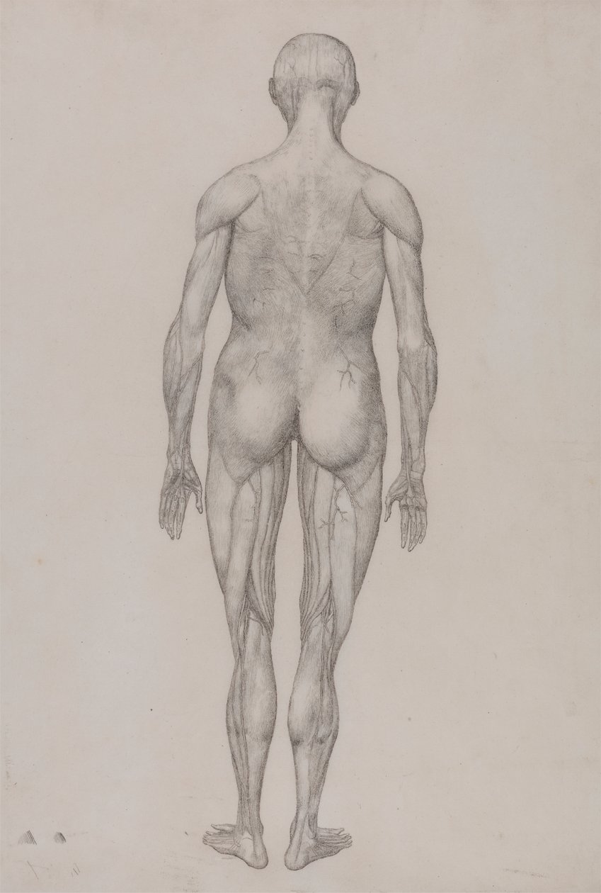 Figura Humana, Vista Posterior (Quase Idêntica ao Desenho Acabado para a Tabela XII) de George Stubbs