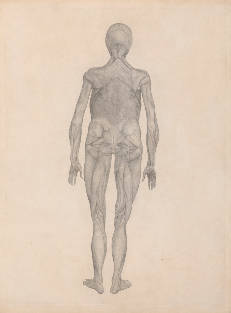 Figura Humana, Vista Posterior (Estudo Acabado para uma Placa Não Publicada) de George Stubbs