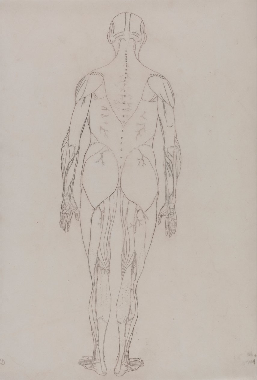 Figura Humana, Vista Posterior (Desenho de Esquema para Figura Chave da Tabela XII) de George Stubbs
