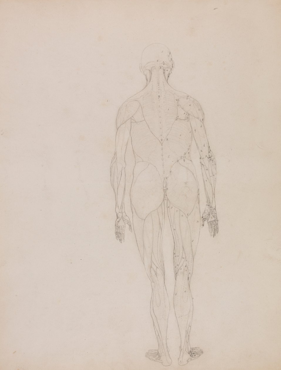 Figura Humana, Vista Posterior (Esboço de desenho para figura chave do Quadro XII) de George Stubbs
