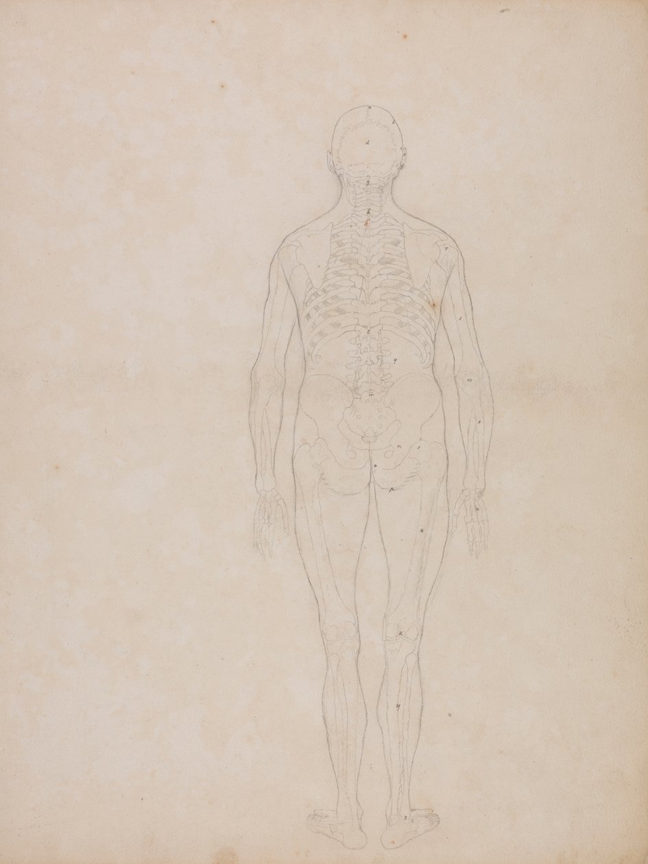 Figura Humana, Vista Posterior de George Stubbs