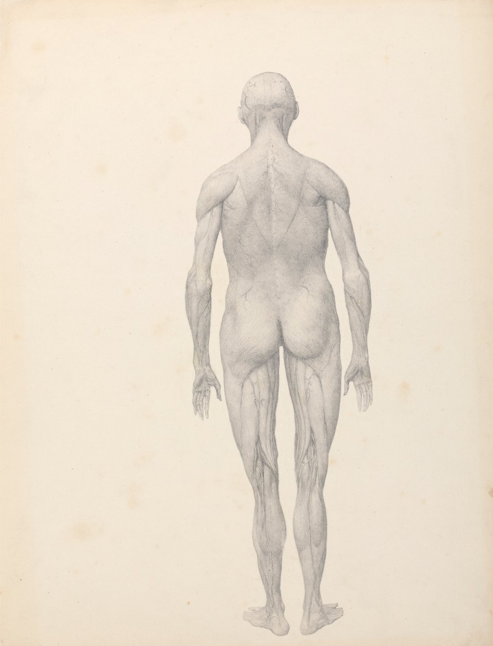 Figura Humana, Vista Posterior, Parcialmente Dissecada (Estudo Acabado ...
