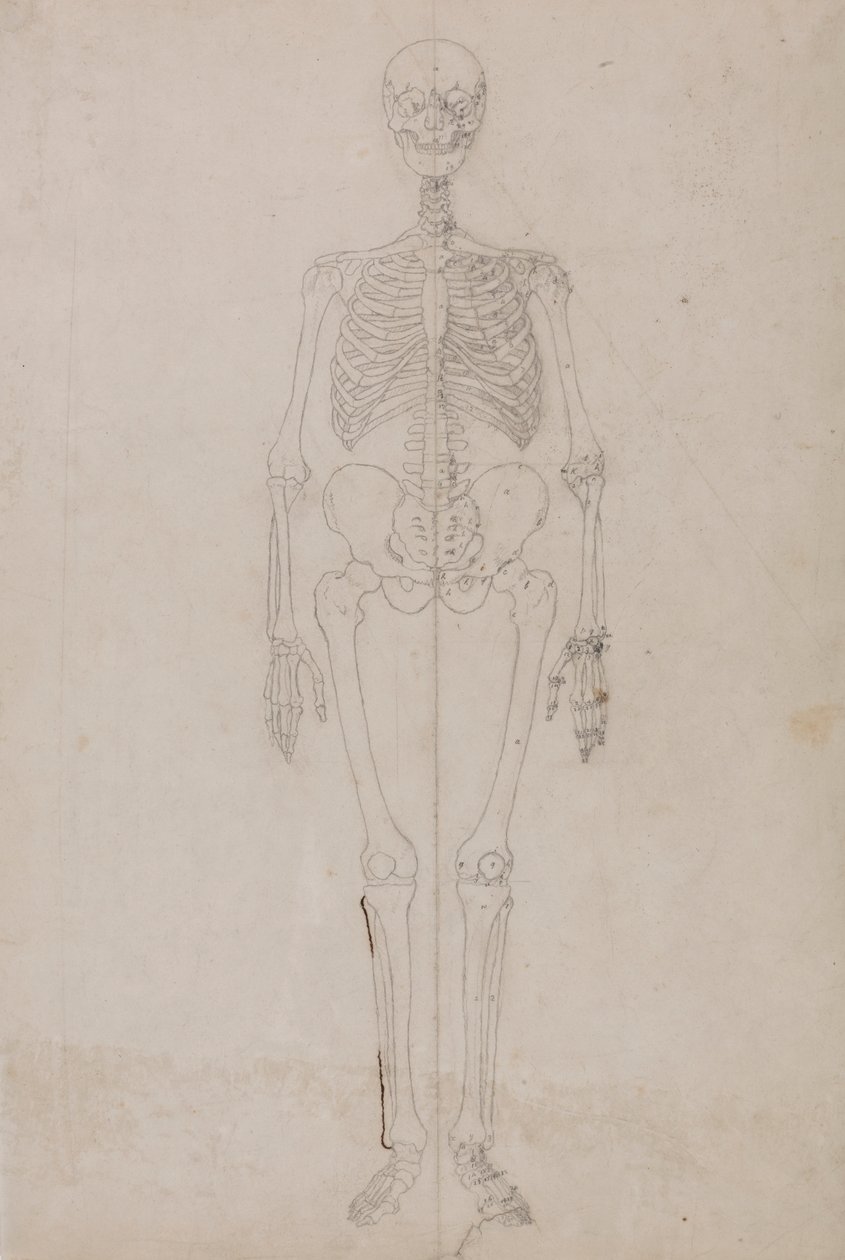 Esqueleto Humano, Vista Anterior (Estudo final) de George Stubbs
