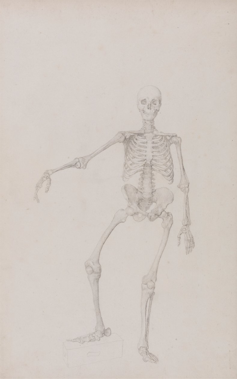 Esqueleto Humano, Vista Anterior (Braço Direito Esticado; estudo final para tabela não publicada) de George Stubbs