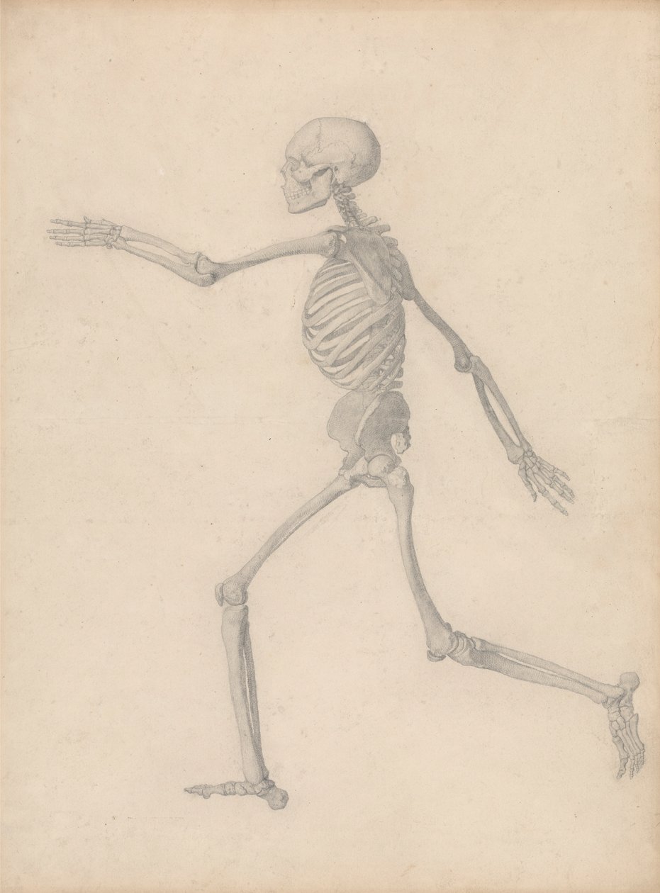 Esqueleto Humano, Vista Lateral (Próximo do Estudo Final para o Quadro III, mas Difere em Detalhes) de George Stubbs