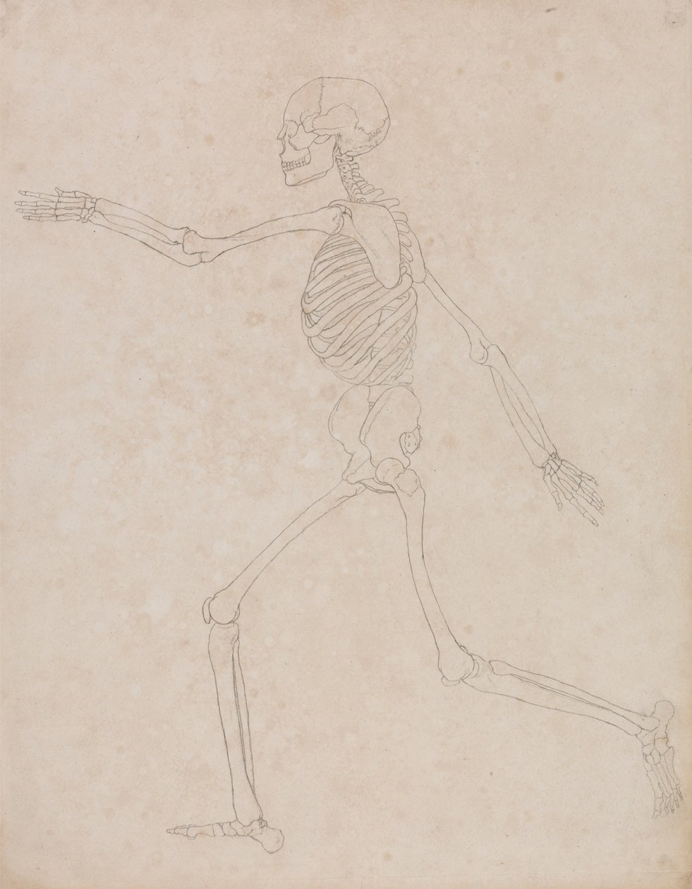 Esqueleto Humano, Vista Lateral (Pode ter sido inicialmente preparado para ser utilizado como figura chave do Quadro III, mas posteriormente abandonado) de George Stubbs