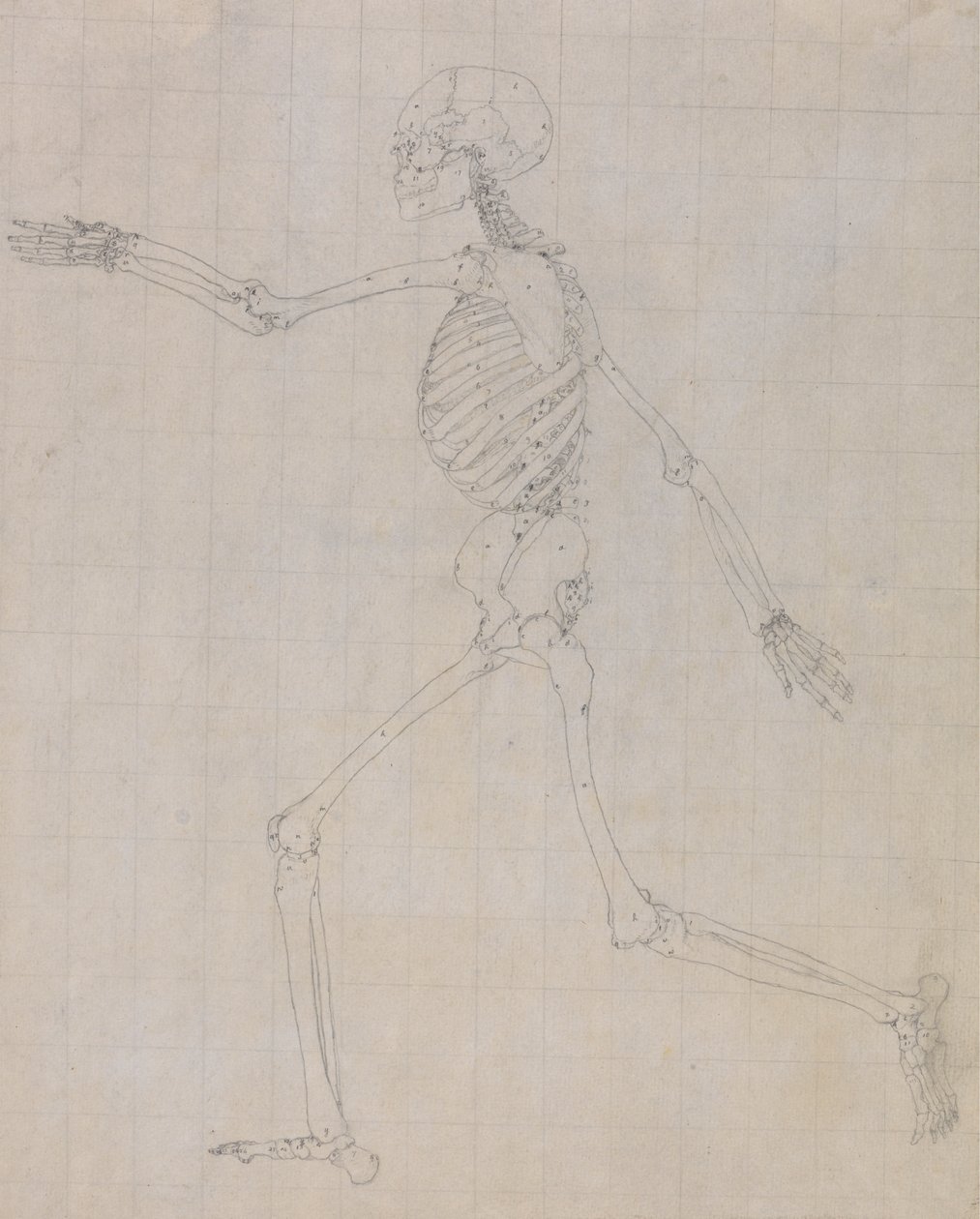 Esqueleto humano, Vista Lateral (Esboço do esqueleto para o índice da Tabela III) de George Stubbs