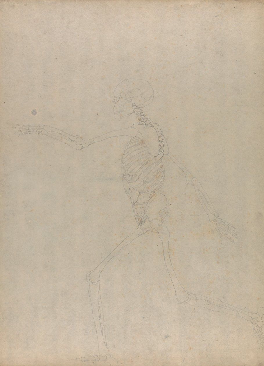 Esqueleto Humano, Vista Lateral (Estudo para uma figura chave de uma tabela não publicada mostrando as vísceras abdominais) de George Stubbs