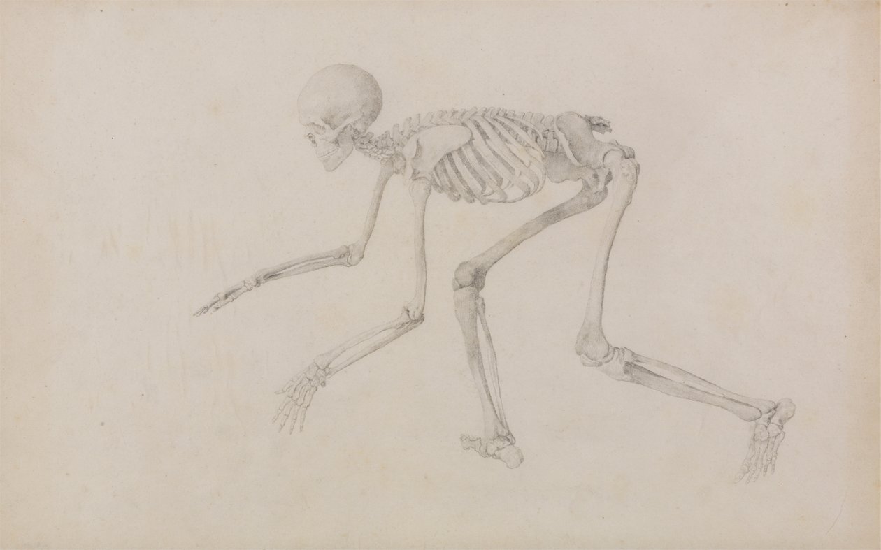 Esqueleto Humano, Vista Lateral (em Postura Rastejante; estudo final para uma mesa não publicada) de George Stubbs
