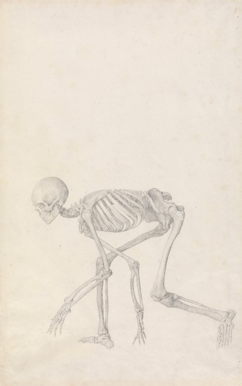 Esqueleto Humano, Vista Lateral (em Postura Agachada; estudo final para uma mesa não publicada) de George Stubbs