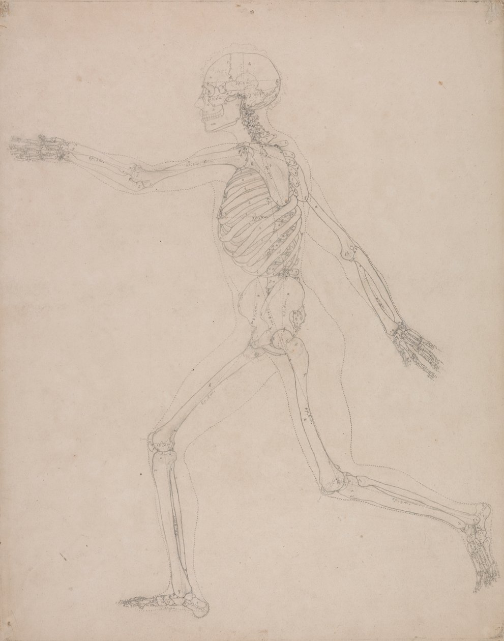 Esqueleto Humano, Vista Lateral de George Stubbs
