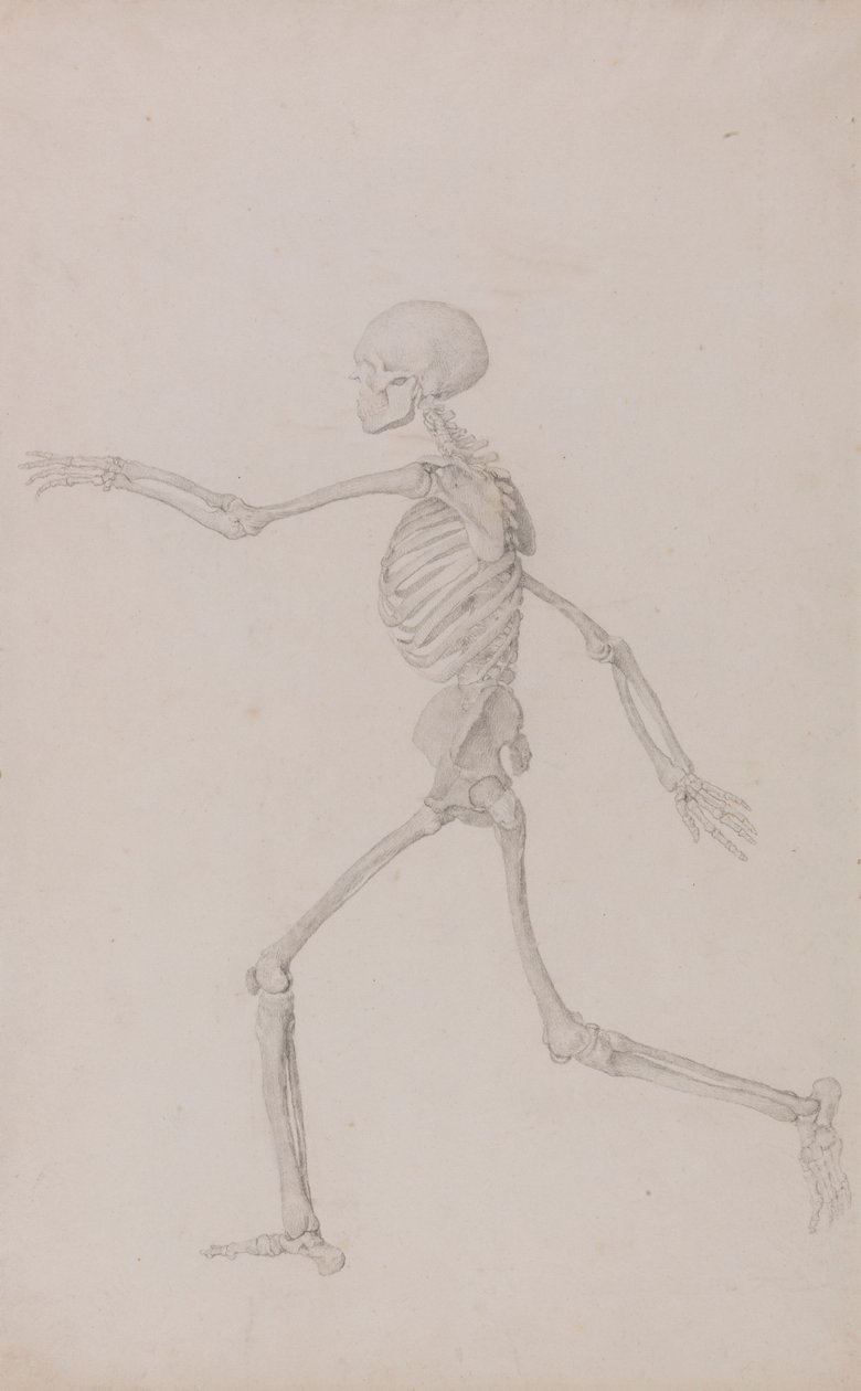Esqueleto Humano, Vista Lateral Visto da Esquerda, Corrida (Estudo Acabado para a Tabela III) de George Stubbs