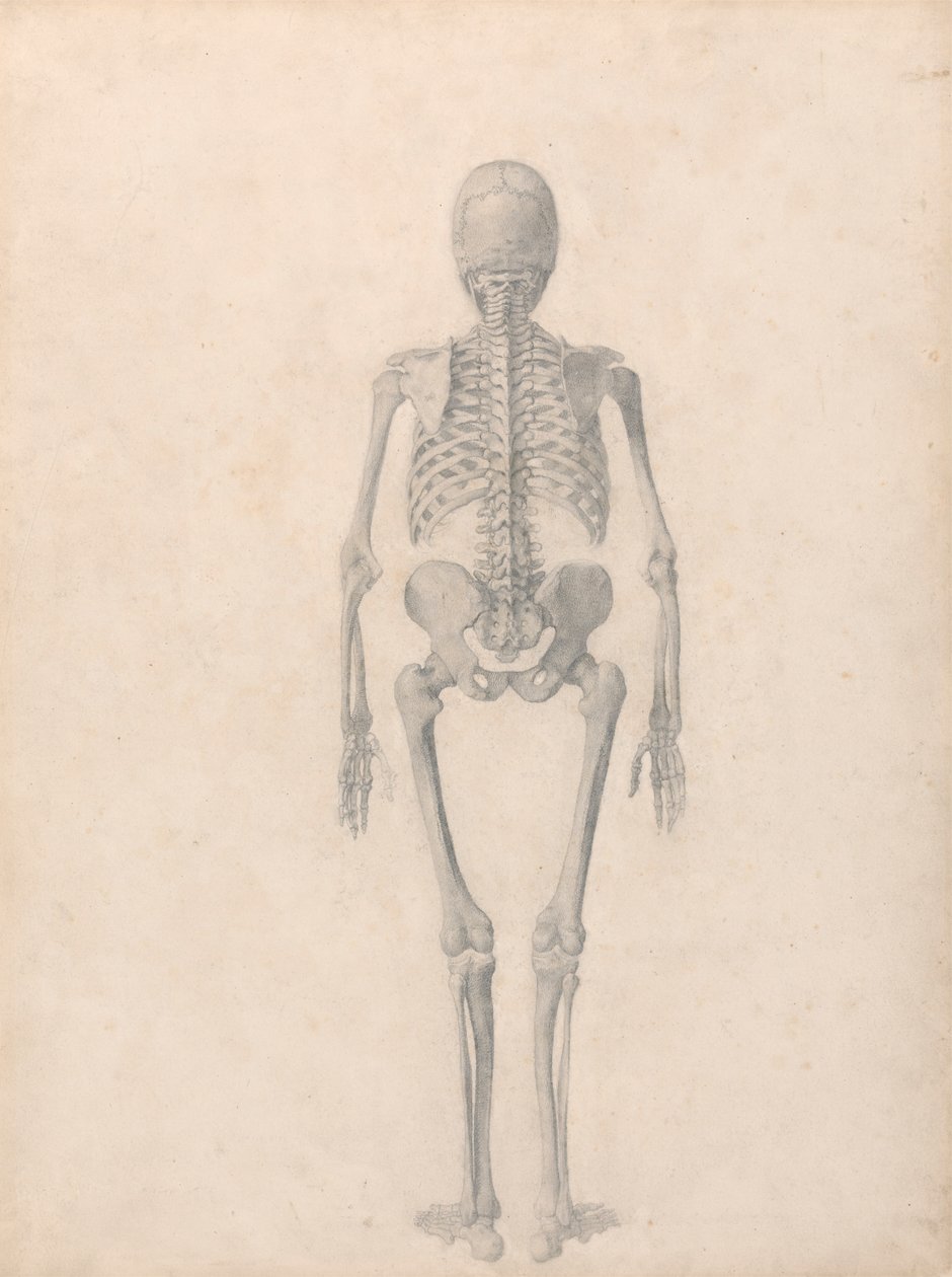 Esqueleto Humano, Vista Posterior (Estudo Acabado para a Tabela II) de George Stubbs