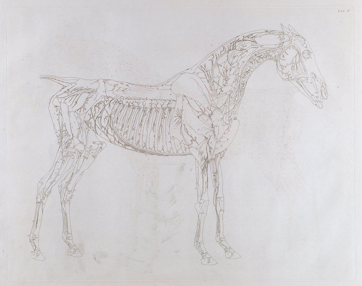 Ilustração de "A anatomia do cavalo, incluindo uma descrição particular dos ossos, cartilagens, músculos ... em dezoito tabelas", impresso por J. Purser, 1766 de George Stubbs