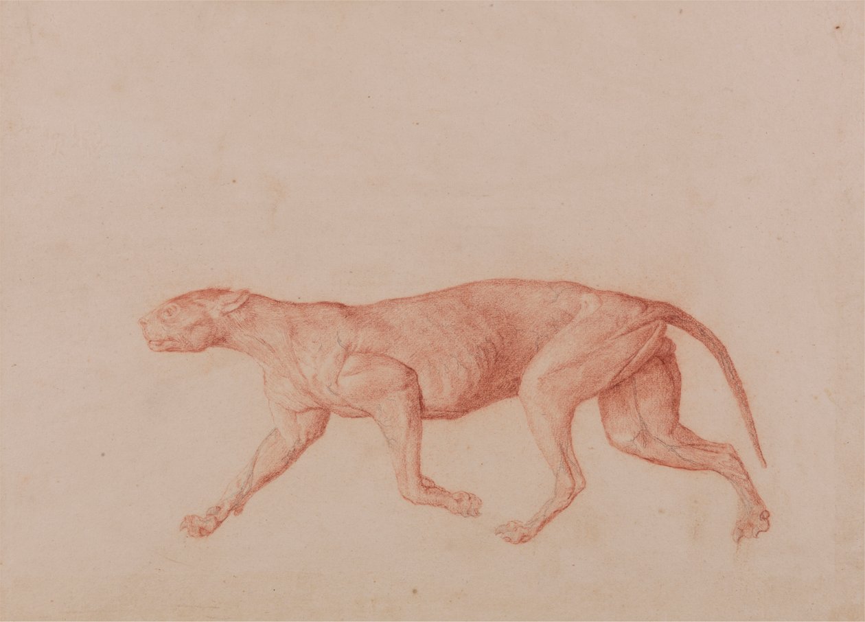 Leopard Body, Lateral View (Primeiro de Cinco Estudos de Outro Gato Grande) de George Stubbs