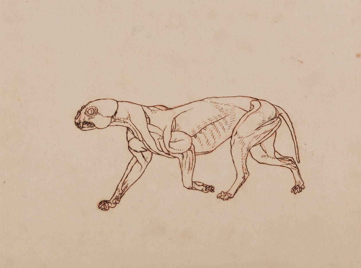 Corpo de Leopardo, Vista Lateral de George Stubbs