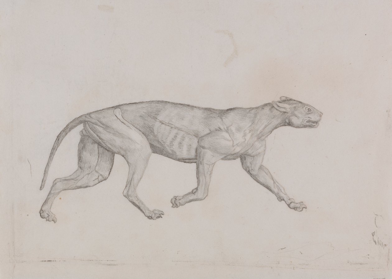 Corpo de Leopardo, Vista Lateral de George Stubbs