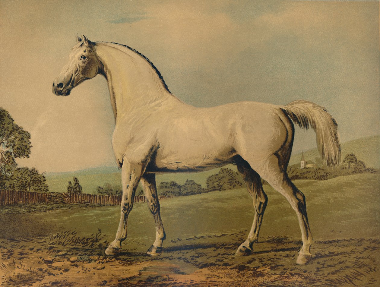 Mambrino. Produzido por Lord Grosvenor, c1770s, c1879. de George Stubbs