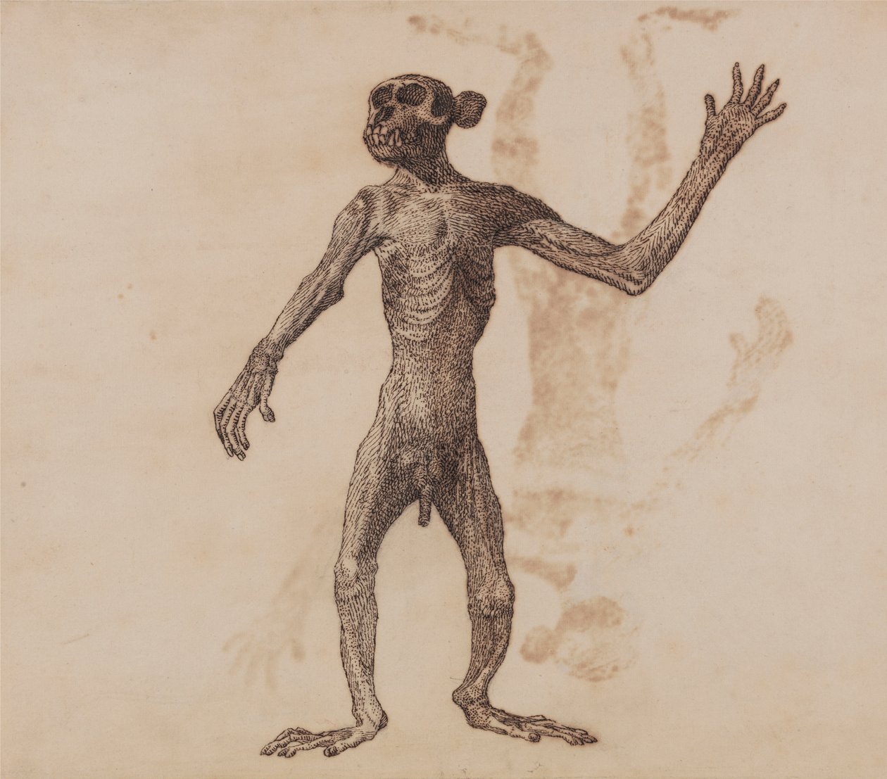 Macaco de pé, Vista Anterior de George Stubbs
