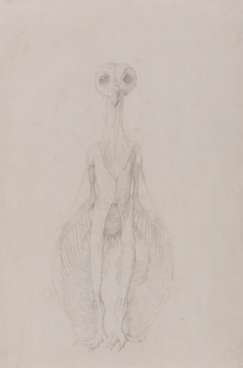 Coruja de pé, Vista Anterior de George Stubbs