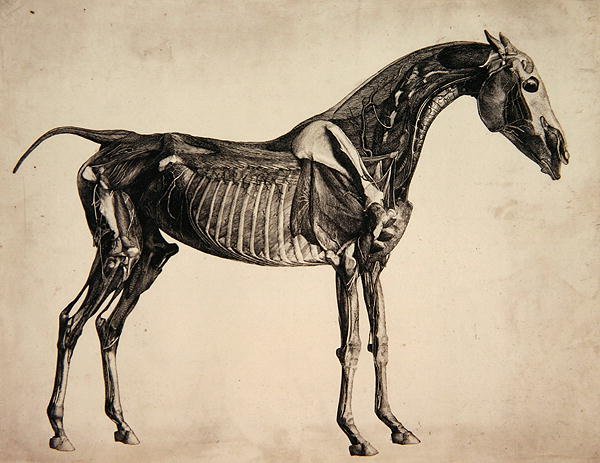 Placa de "The Anatomy of the Horse", c.1766 (gravura) de George Stubbs