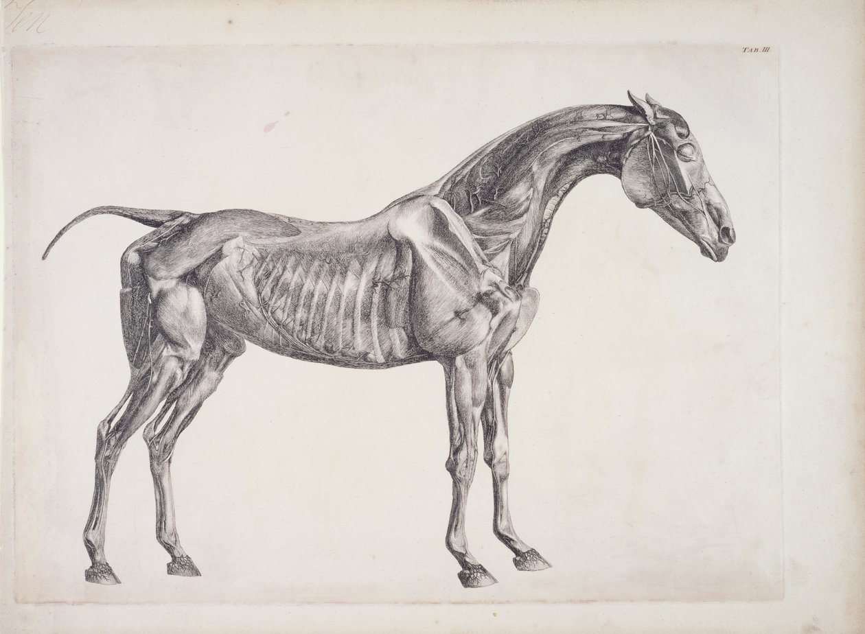 Placa da anatomia do cavalo, c.1766 de George Stubbs