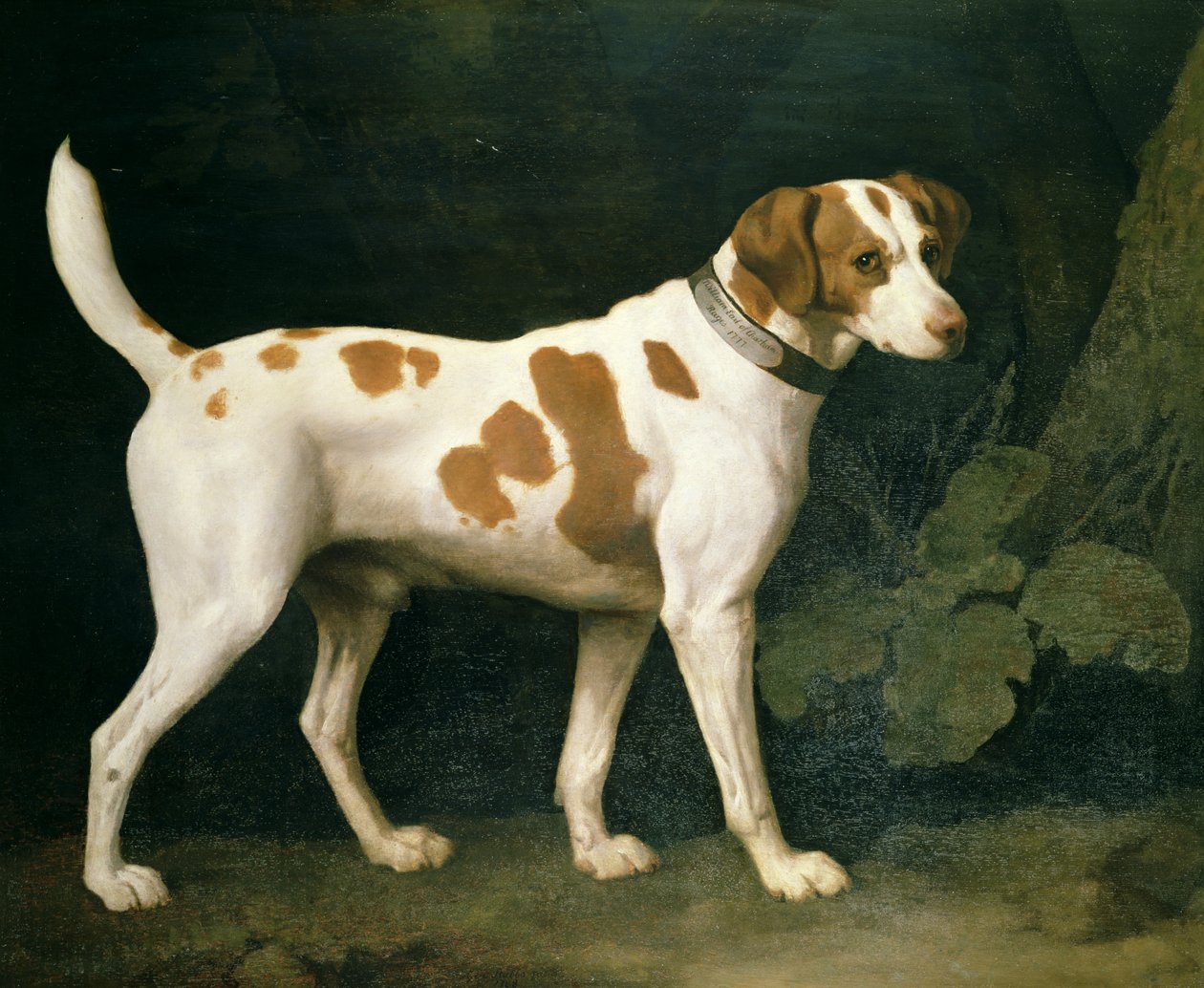 Retrato de um cão de caça pertencente a William Pitt de George Stubbs