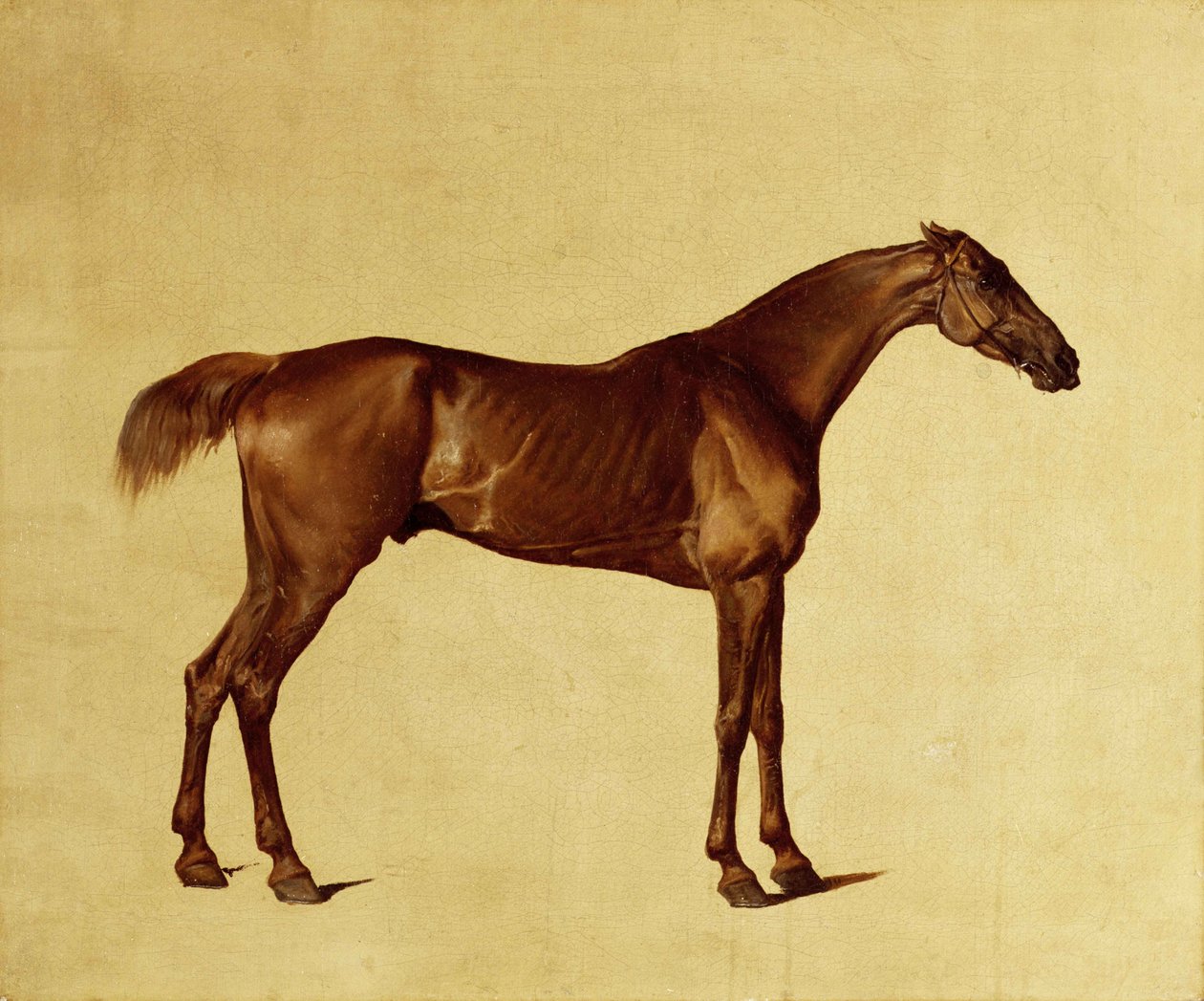 Rufus (óleo sobre tela) de George Stubbs
