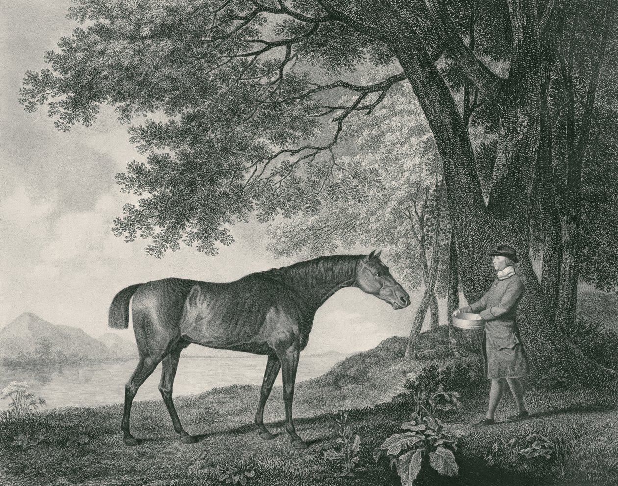 Sharke, gravado pelo bar de George Townley Stubbs (1756-1815). 1794 (gravura) de George Stubbs