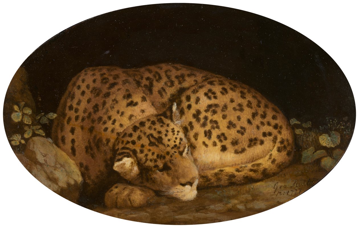 Leopardo adormecido de George Stubbs