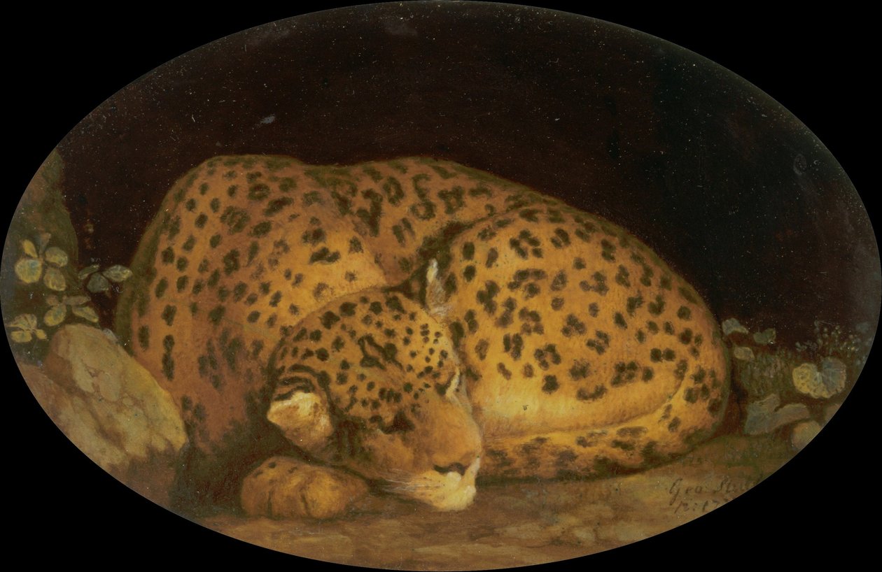 Leopardo adormecido de George Stubbs