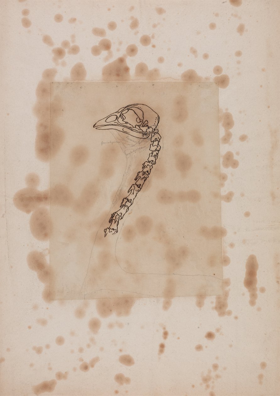 Estudo de uma cabeça e pescoço, vista lateral, de uma exposição anatômica comparativa da estrutura do corpo humano com a de um tigre e uma ave comum, 1795-1806 (caneta e tinta e grafite em pa de George Stubbs