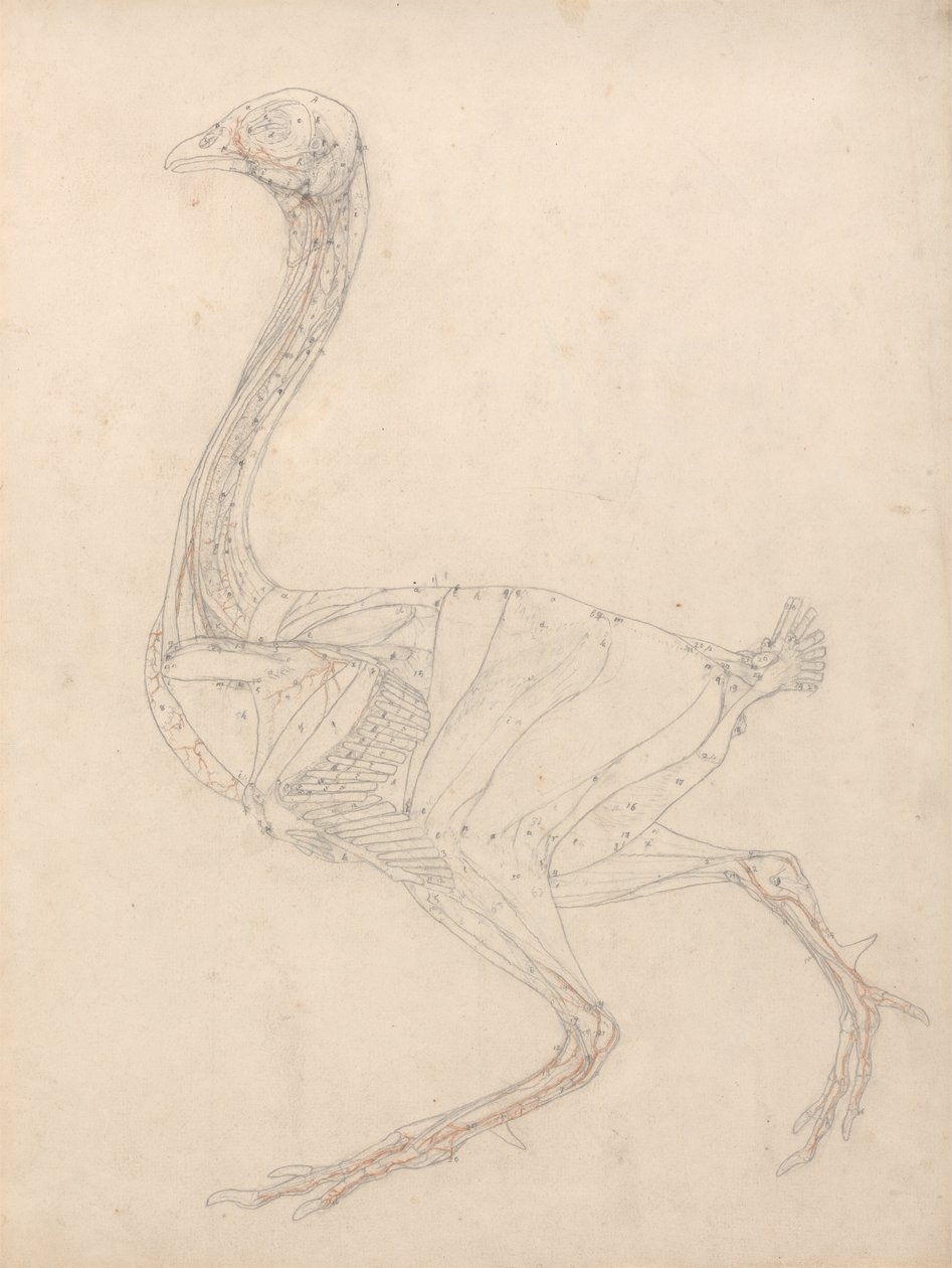 Estudo de uma ave, vista lateral, diagrama de chave para a tabela XV, de uma exposição anatômica comparativa da estrutura do corpo humano com a de um tigre e uma ave comum, 1795-1806 (grafite & re de George Stubbs
