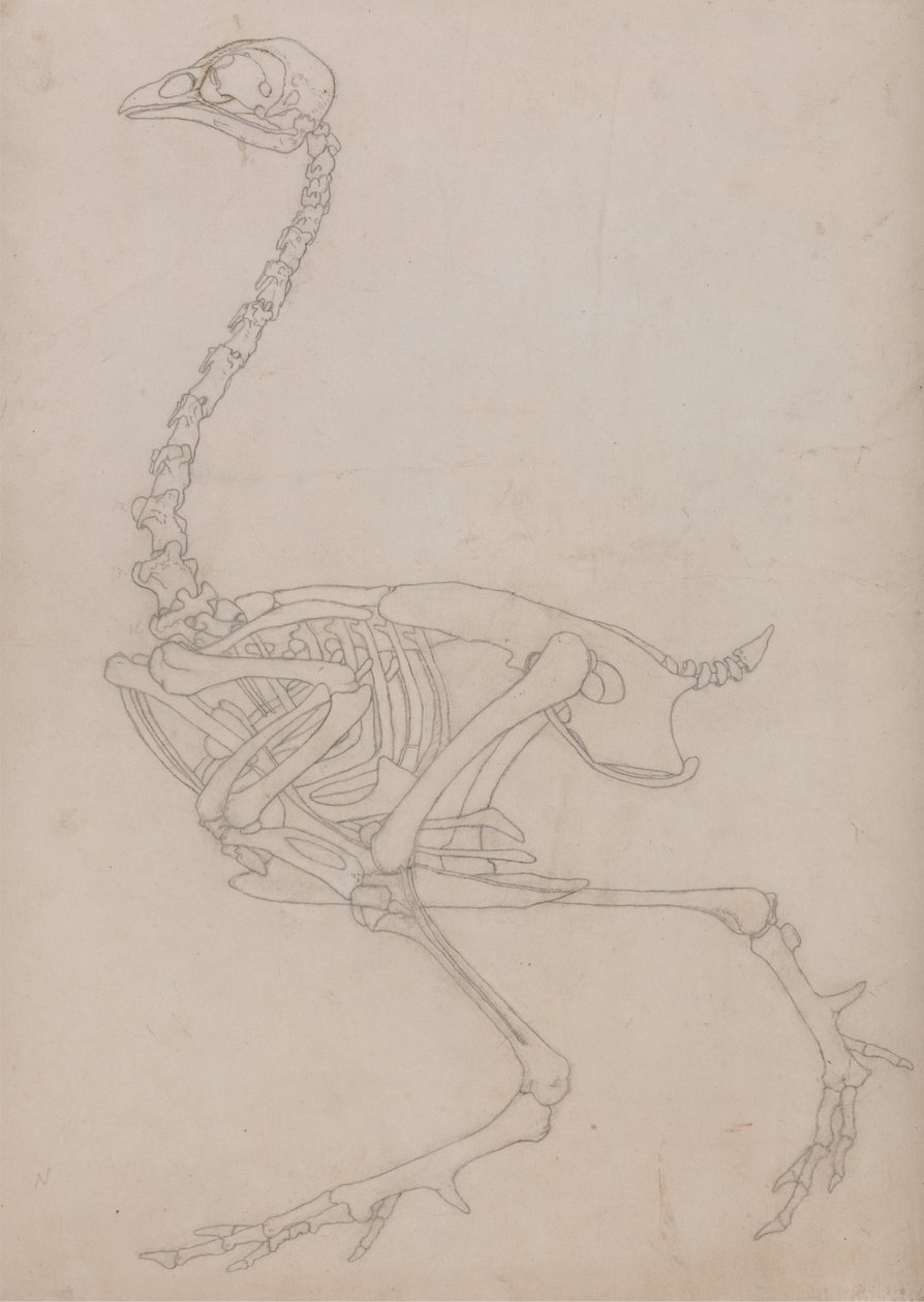 Estudo de uma ave, vista lateral, de uma exposição anatômica comparativa da estrutura do corpo humano com a de um tigre e uma ave comum, 1795-1806 (grafite em papel fino) de George Stubbs