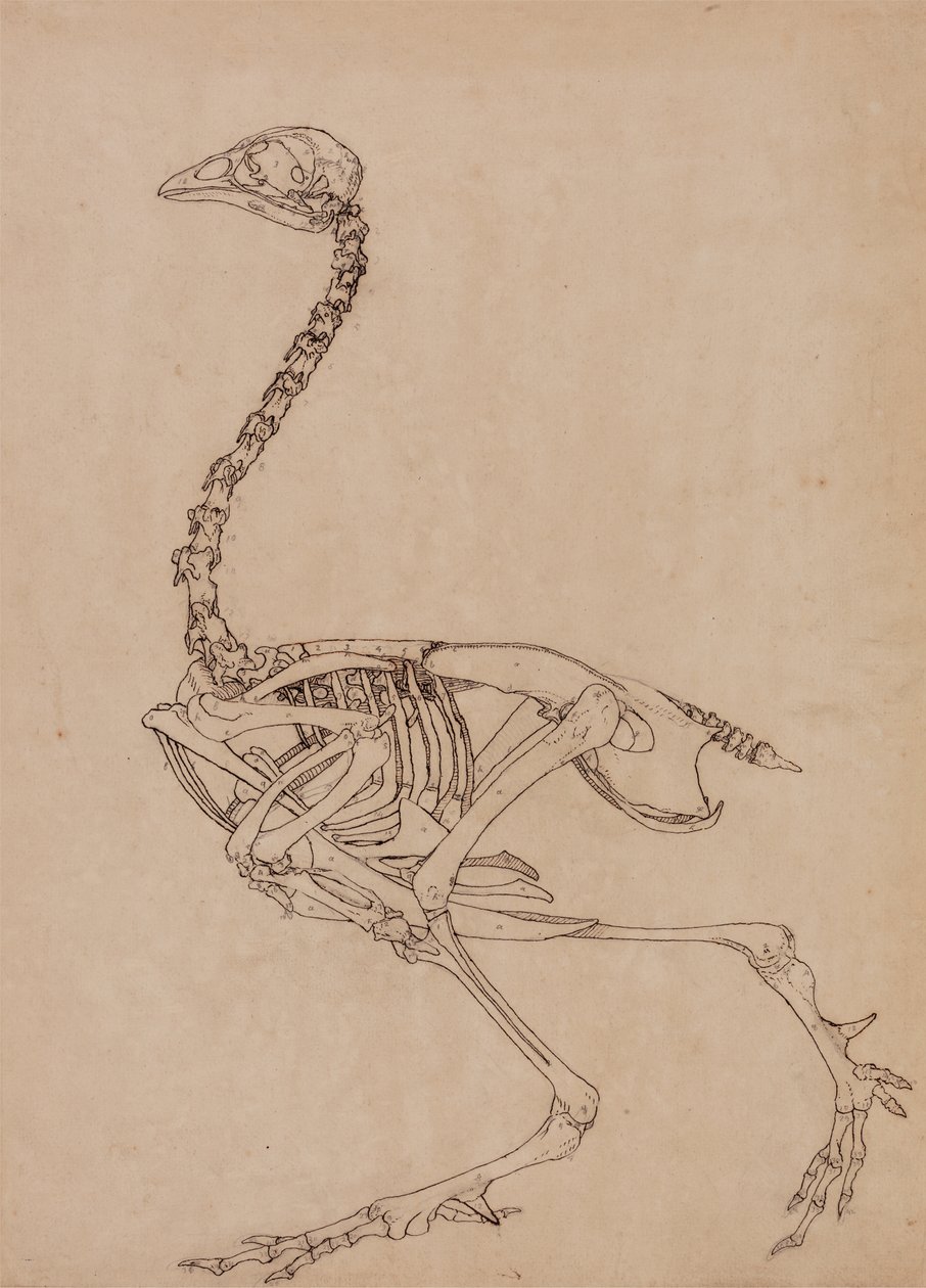 Estudo de uma ave, vista lateral, de uma exposição anatômica comparativa da estrutura do corpo humano com a de um tigre e uma ave comum, 1795-1806 (caneta e tinta e grafite em papel fino) de George Stubbs