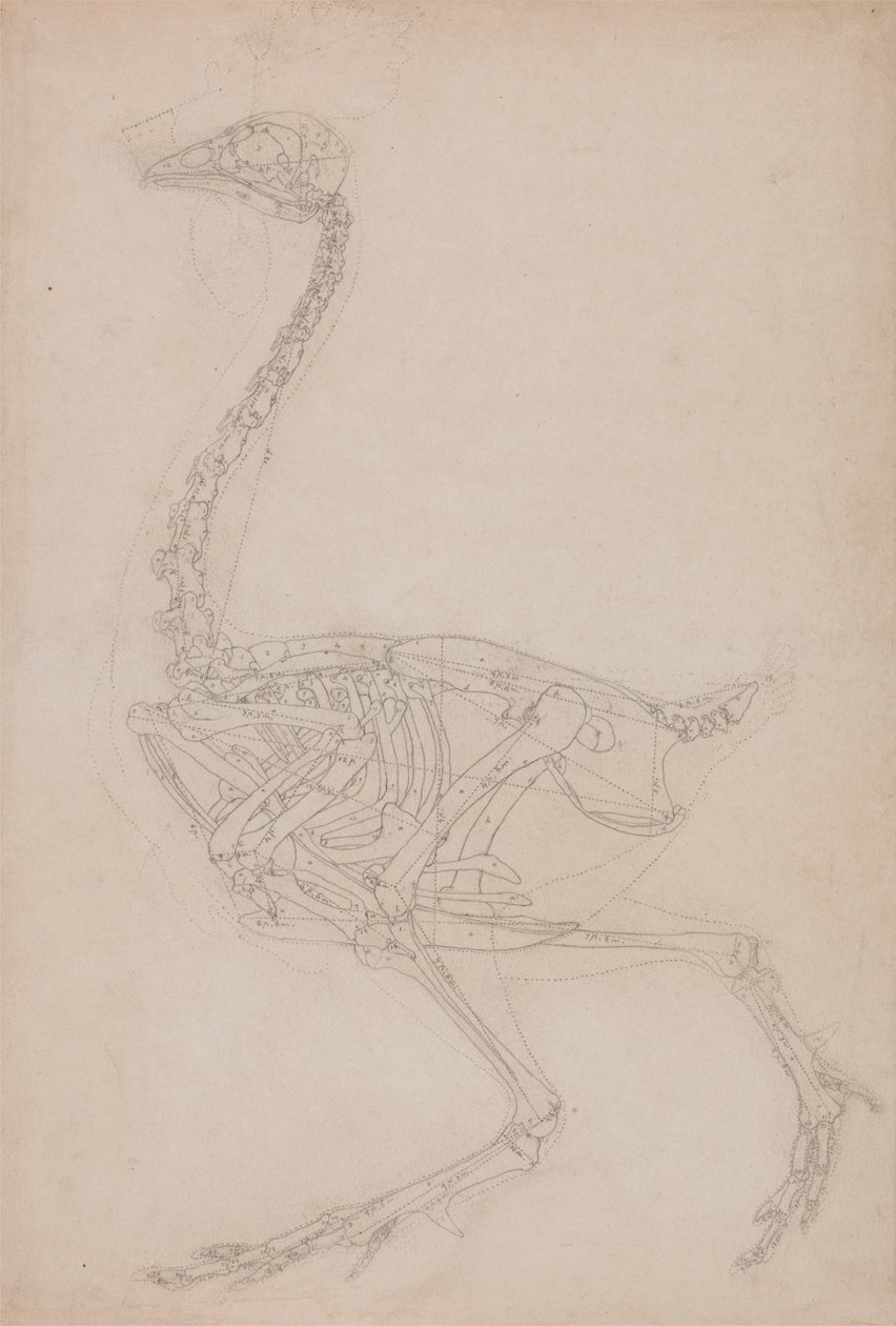 Estudo de uma ave, visão lateral, de uma exposição anatômica comparativa da estrutura do corpo humano com a de um tigre e uma ave comum, 1795-1806 (grafite em papel pesado) de George Stubbs